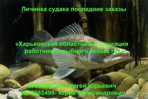 Личинка судака последние заказы #892927