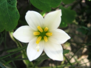 Зефирантес белый! 5+1 в ПОДАРОК! #889974