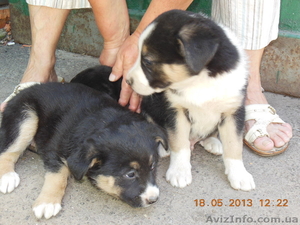 ищут любящего хозяина #902709