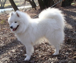 Самоед. Продаем щенков #901584