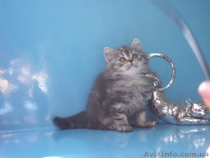 шотландские котята от элитных производителей #901183