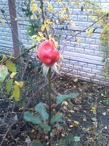 Продам СВОЙ участок в Аркадии под строительство Вашего ДОМА!!! #896054