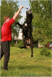 Физнагрузки собак. Активный выгул. #579947