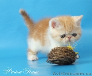 Экзотический короткошерстный котик #894624