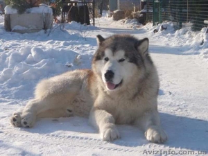 Щенки Аляскинский маламут #896444
