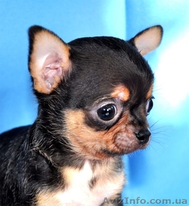 Миниатюрные красавчики чихуа недорого #894135