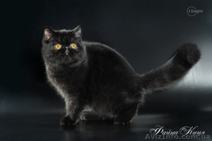 Котята экзоты питомник купить  #894504