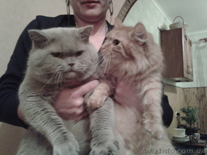 Котята от чистопородного британца и пушистой мамы #895421