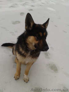 Щенки породы Немецкая овчарка 150 грн (098 377 43 73 ) #904686