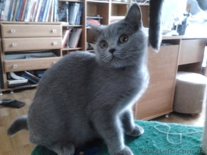 шотландские кошечка в разведение #893743