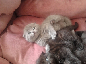 шотландские котята редких окрасов #893741