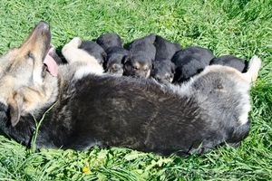 ЧИСТОКРОВНЫЕ ВЕО недорого #902287