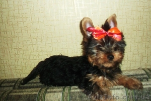 Предлагаю девочек йорка #907602