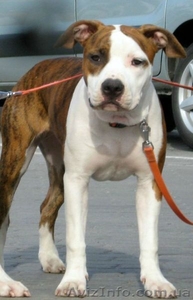 Девочки Американский Стаффордширский Терьер. #217777