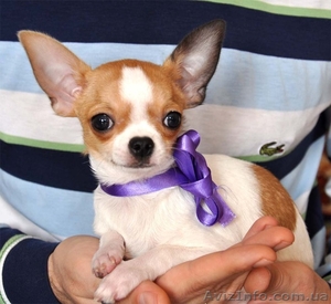 Красивые малыши чихуа,  недорого  #894128