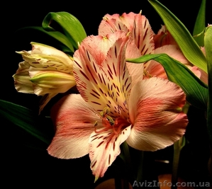 Альстромерия саженцы #900858