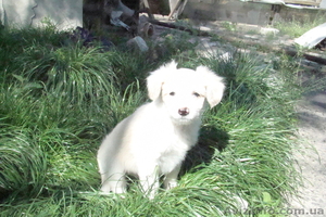 Продам щенков китайской хохлатой #901610