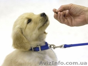 Услуги кинолога,  дрессировка собак всех пород и возрастов #896864