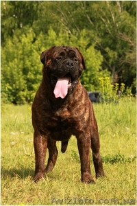 Выгул собак. Все породы. #904948