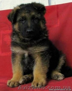 Немецкая овчарка. Щенки 2 мес. Очень красивые. #897213