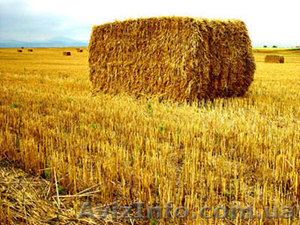 солома в тюках 500-800 тонн  #906546