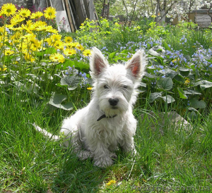 Лето с Вест-хайленд вайт терьер #900579