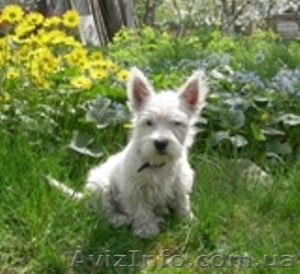 Вест-хайленд вайт терьер Лето с Вестиком! #901629