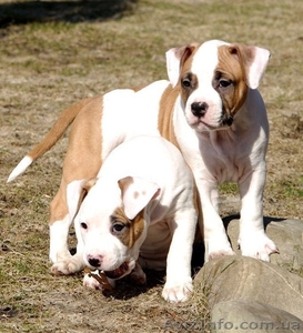 Подрощеный  щеноки  Ам. Стафф. Терьер.,  #370635