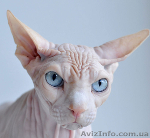 Служба Поручений Днепропетровск 0982425660 #904613