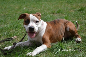 Высокопородные щенки Амстаффа от Чемпионов,  #692729