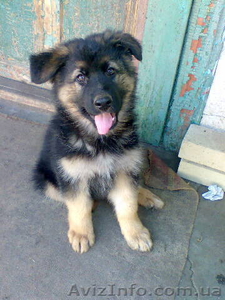 продам немецкую овчарку #907172