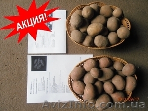 Акция на картофель #895192