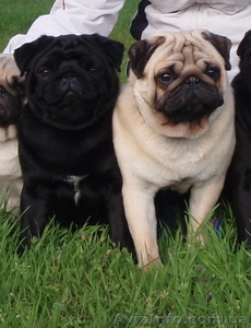 Щенки мопса с выставочными данными. От чемпионов. #895409