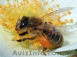 Продам бджолосім`ї #893177