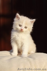 Продам недорого котят персидской кошки! #893000