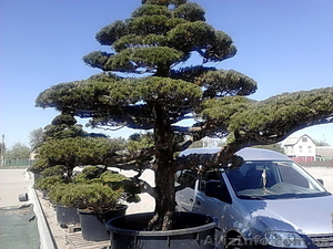 Продадим Бонсай,  Ниваки и японские клены. #906127