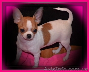 Замечательный чихуашка,  недорого  #894133