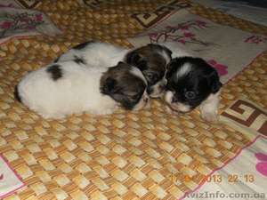 продаю пикенесов #896615