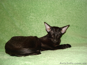 Ориентальные и сиамские кошки за условную цену #308302