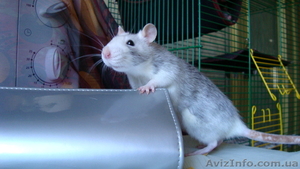 Чудные крыски-девочки (рыжая и хаски) ищут заботливых хозяев! #732967