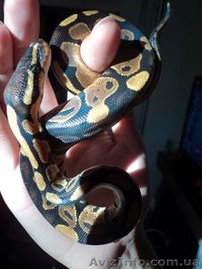 Продам малышей королевского питона(Python regius) #906271