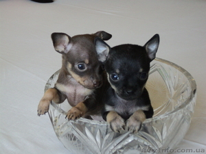 продажа щенков русского той-терьера #897414