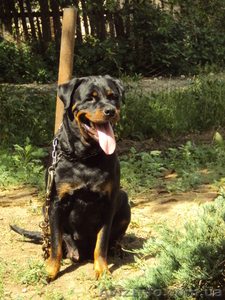 Чистокровные Щенки Ротвейлера #902378