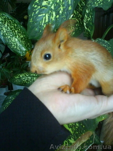 Белка,  ручные  бельчата  продаются у нас #902302