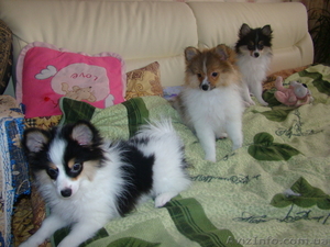 Щенки немецкого малого шпица #901118