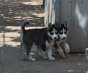 Сибирский хаски щенки КСУ-FCI. #797608