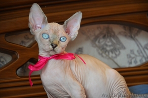 Продаются котята,  порода - канадский сфинкс. #894781
