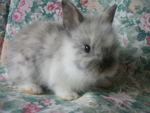Карликовые крольчата #907460
