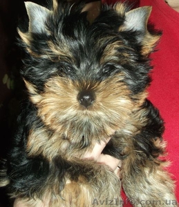 щенки йорики с документами #905555