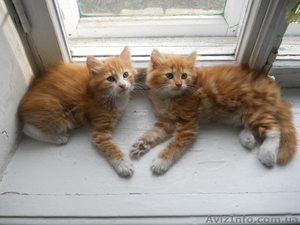 Котята в хорошие,  добрые руки #903128